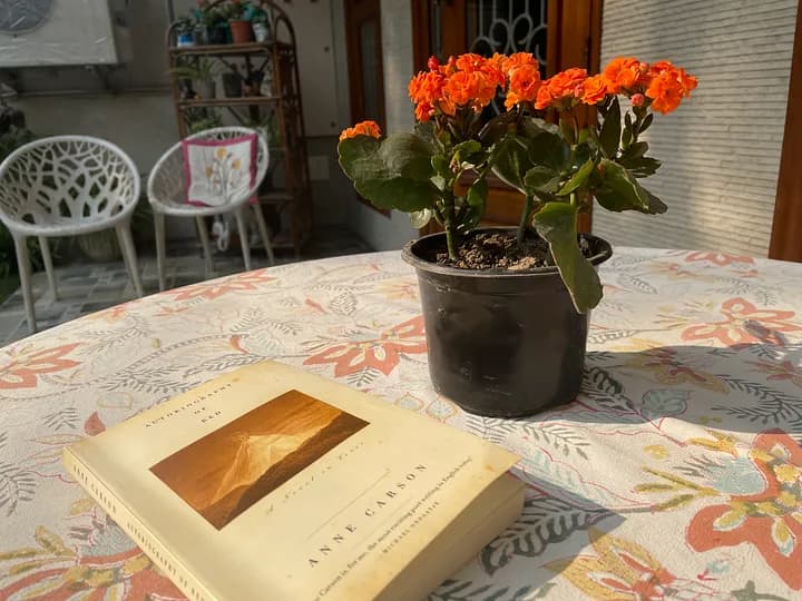 A book and a plant on a table on a sunny day